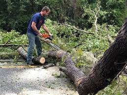 Best Lawn Dethatching  in Fennville, MI